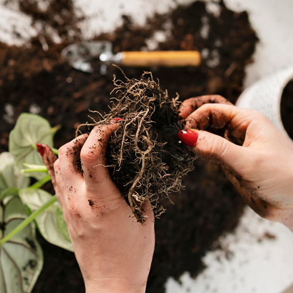 Jardinería y plantas